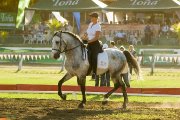 Éducation et entraînement de chevaux