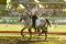 Éducation et entraînement de chevaux