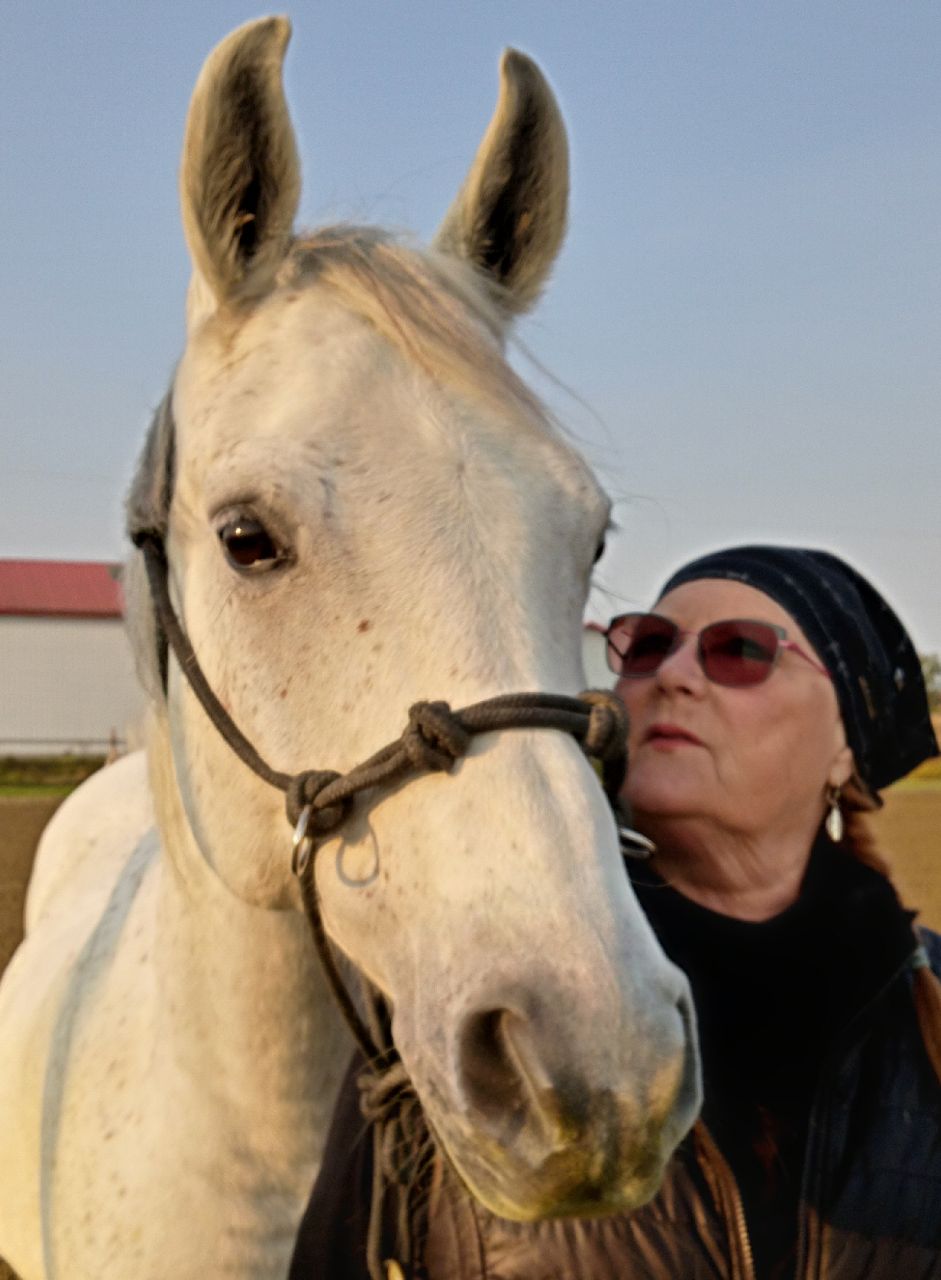 Juno en dressage