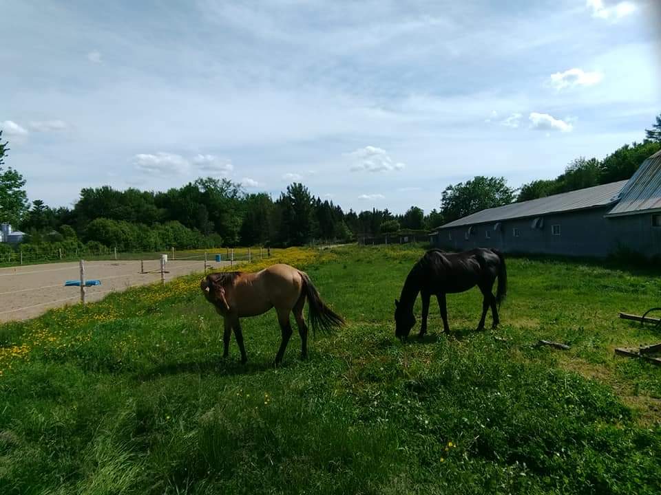 Pension chevaux retraités