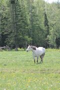 Pension chevaux retraités