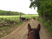 Pension chevaux retraités