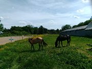 Pension chevaux retraités
