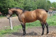 Étalon QH enregistré