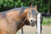 Étalon QH enregistré
