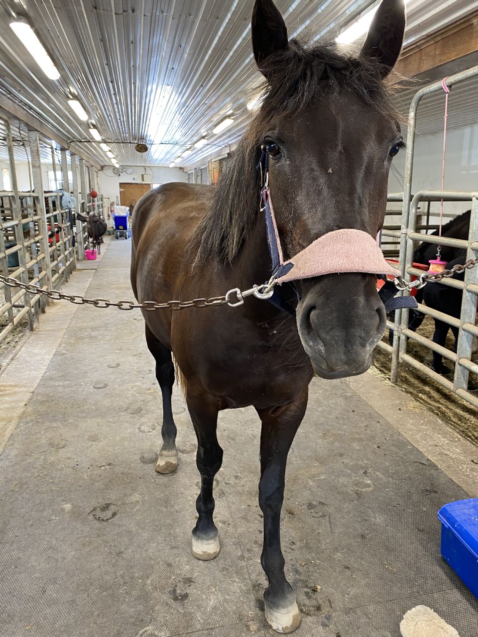 Demi pension jeune cheval