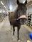 Demi pension jeune cheval