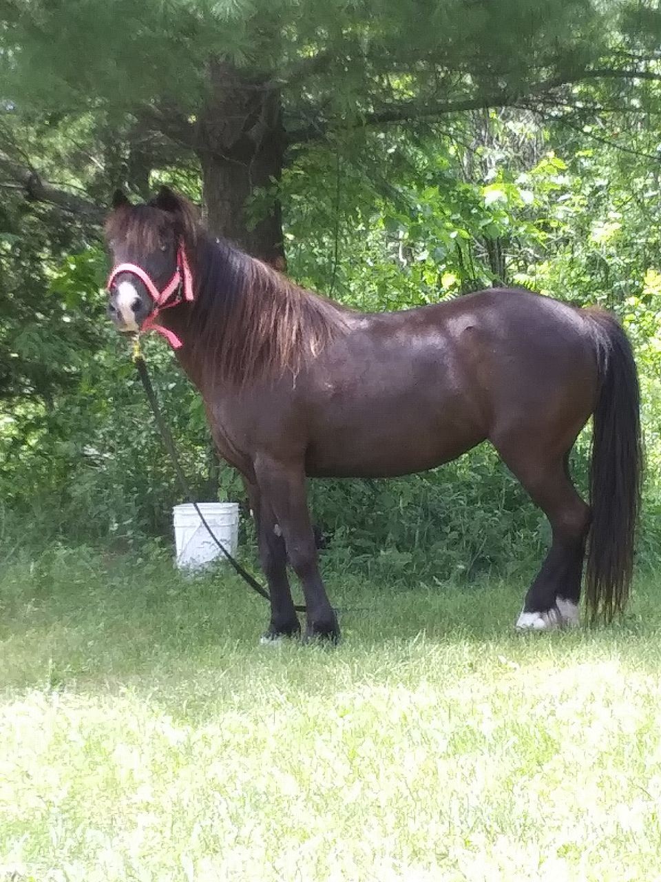 Voici Stella ponette 13 ans