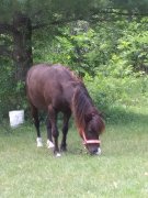 Poney à échanger pour plus gros
