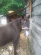 Poney à échanger pour plus gros