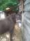 Poney à échanger pour plus gros