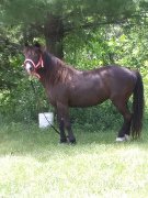 Poney à échanger pour plus gros