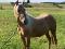 Poulain enregistré palomino 2 ans