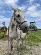 Recherche demi-pension prêt de Sherbrooke