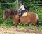 Poney club : Les poneys des brumes