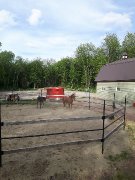 Pension intérieure pour chevaux