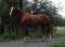 Holsteiner 10 ans 15mains 3