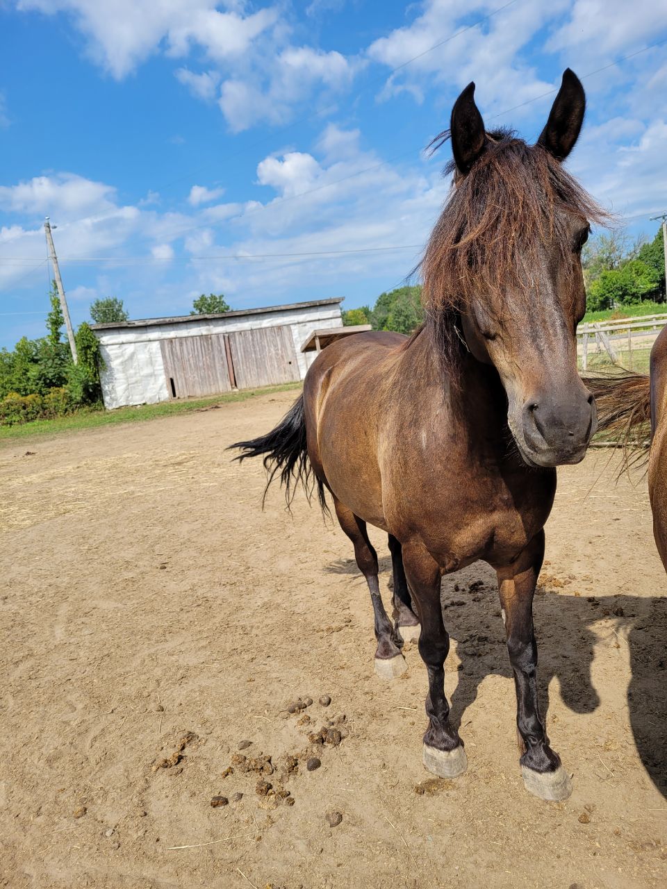 Demi pension Demi pension Repentigny Petites Annonces questres