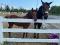 Recherche Palefrenier