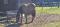 Buskin
