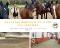 Achat de chevaux - la meilleure famille qui soit!