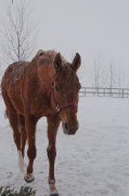 Demi pension sur cheval