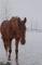 Demi pension sur cheval