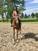 Demi pension sur cheval