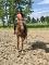 Demi pension sur cheval