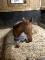 Demi pension sur cheval