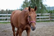Demi pension sur cheval