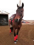 QH Appendix