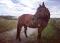 QH Appendix