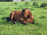 QH Appendix