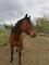 QH Appendix