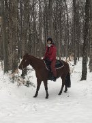 Jument quarter horse offerte en demi-pension