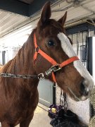 Jument quarter horse offerte en demi-pension