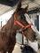 Jument quarter horse offerte en demi-pension