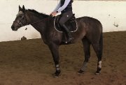 Thoroughbred gelding