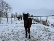 Cheval offert en Demi-Pension
