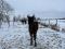 Cheval offert en Demi-Pension