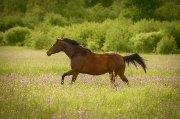 hongre qh x trakenher, 16hh, 12 ans, pour travail...