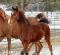 Poulains pur-sang arabes