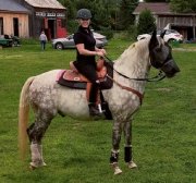 Lusitanien à vendre!