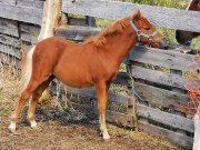 Cheval miniature poulain