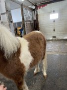 Poney miniature à vendre (mâle)