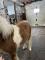 Poney miniature à vendre (mâle)
