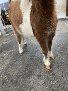 Poney miniature à vendre (mâle)