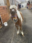 Poney miniature à vendre (mâle)