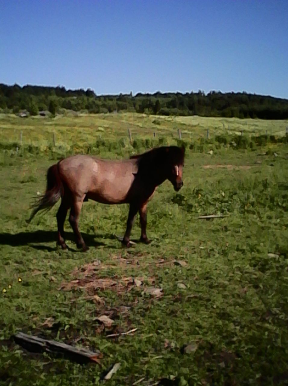 Poney male.